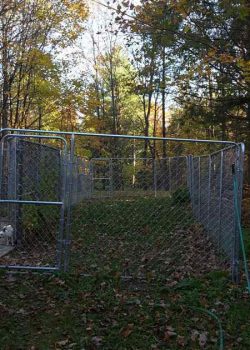 outside kennel in forest