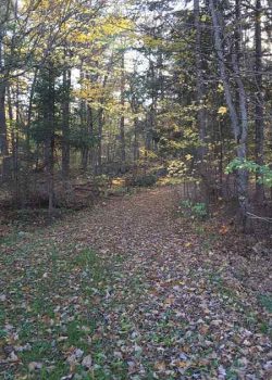 a path in the forest